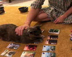 He has also adopted a cat in his home.